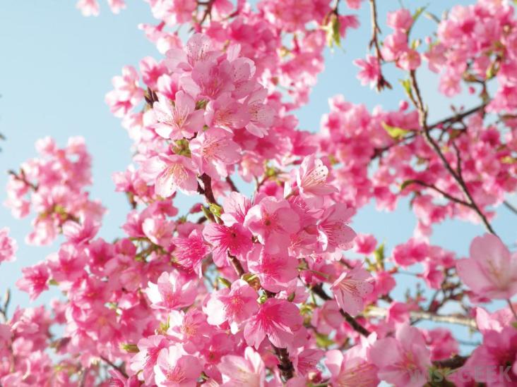Gambar Bunga Sakura Indah Dan Cantik Gambar Bunga